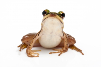 TECC-150629-Frog