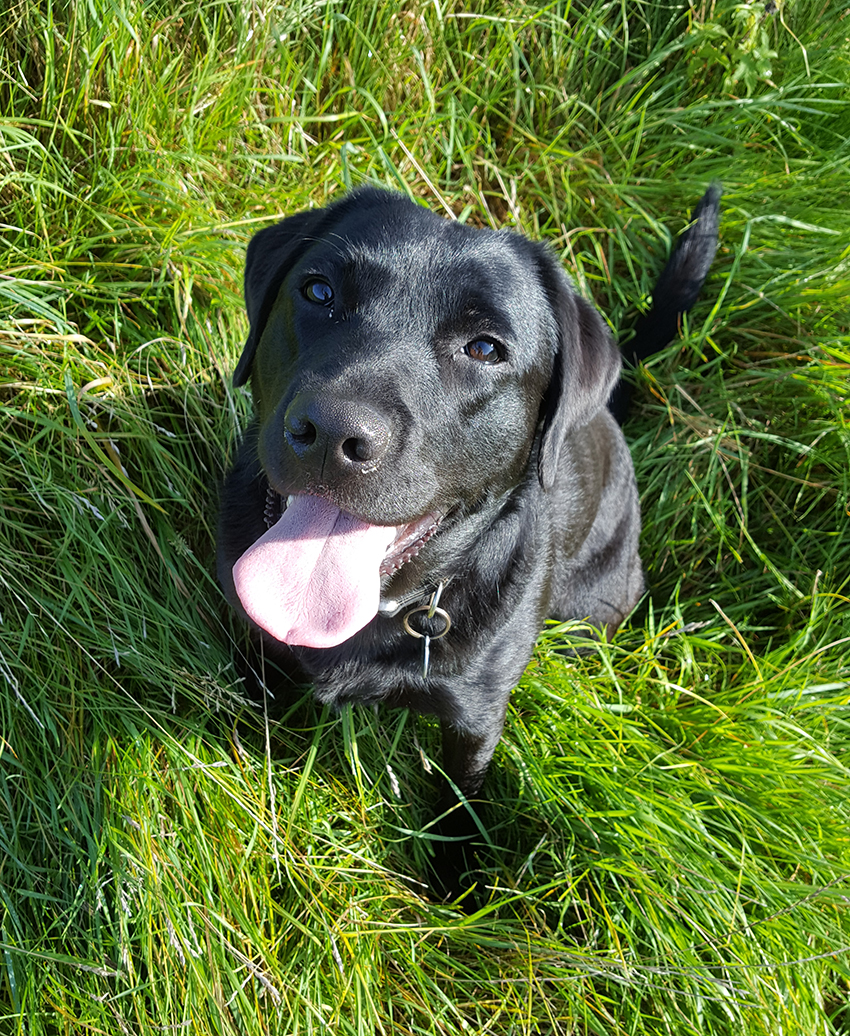 How to use an accountability partner to get stuff done (mine has a wet nose and waggy tail!)